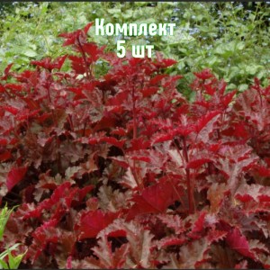 Саженцы гейхеры мелкоцветковой Чоколейт Раффлз - комплект 5 шт.