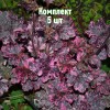 Саженцы гейхеры мелкоцветковой Миднайт Роуз - комплект 5 шт.