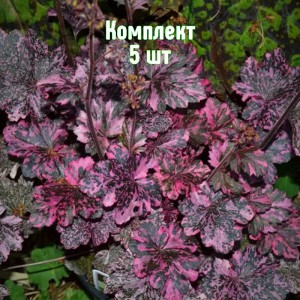 Саженцы гейхеры мелкоцветковой Миднайт Роуз - комплект 5 шт.