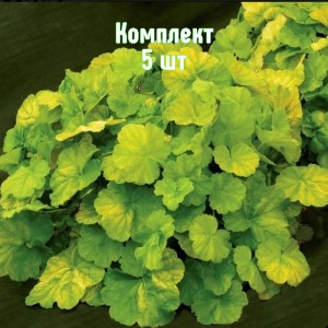 Саженцы гейхеры Нозерн Икспожэ Лайм - комплект 5 шт.
