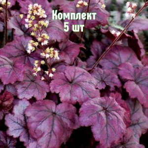 Саженцы гейхеры Плюм Роял - комплект 5 шт.