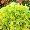 Саженцы гейхеры зеленолистной Лайм Мармелад - комплект 5 шт.
