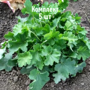 Саженцы гейхеры зеленолистной Нокаут - комплект 5 шт.