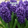 Луковицы гиацинта Атлантик - комплект 5 шт.