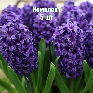 Луковицы гиацинта Атлантик - комплект 5 шт.
