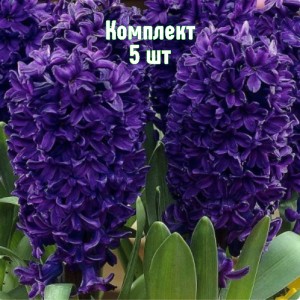 Луковицы Гиацинта Блю Сапфир - комплект 5 шт.