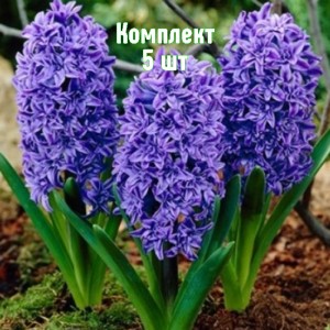Луковицы гиацинта Манхэттен - комплект 5 шт.