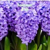 Луковицы гиацинта Минос - комплект 5 шт.