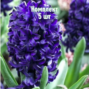 Луковицы гиацинта Оушен Делайт - комплект 5 шт.