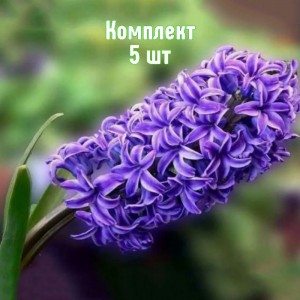 Луковицы гиацинта Питер Стайвесант - комплект 5 шт.