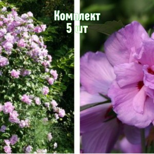 Саженцы гибискуса древовидного Арденс - комплект 5 шт.