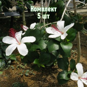Саженцы гибискуса древовидного Арнотти - комплект 5 шт.