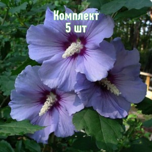 Саженцы гибискуса древовидного Блю Сатин - комплект 5 шт.