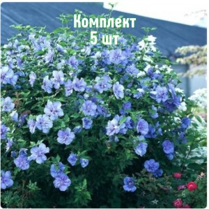 Саженцы гибискуса древовидного Блю Шифон - комплект 5 шт.