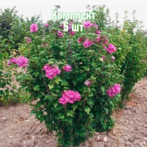 Саженцы гибискуса древовидного Дюк Де Брабант - комплект 5 шт.