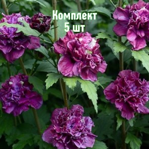 Саженцы гибискуса древовидного Френч Кабаре Ред - комплект 5 шт.