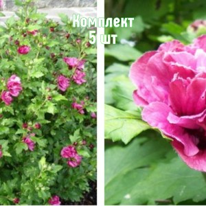 Саженцы гибискуса древовидного Лавандовый Шифон - комплект 5 шт.