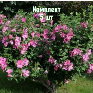 Саженцы гибискуса древовидного розового - комплект 5 шт.