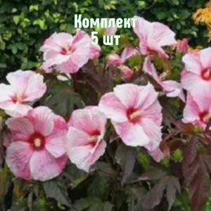 Саженцы гибискуса Коппер Кинг - комплект 5 шт.