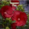 Саженцы гибискуса Кренберри Краш - комплект 5 шт.