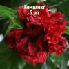 Саженцы гибискуса махрового Гамбург - комплект 5 шт.