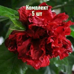 Саженцы гибискуса махрового Гамбург - комплект 5 шт.