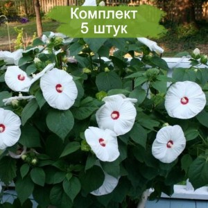 Саженцы гибискуса Олд Йелла (Old Yella) -  комплект 5 шт.