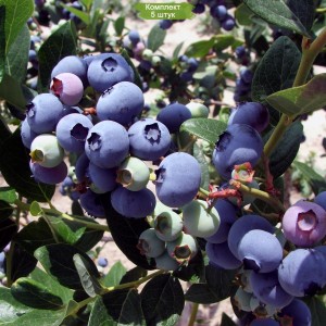 Саженцы голубики Элизабет (Elizabeth) -  комплект 5 шт.