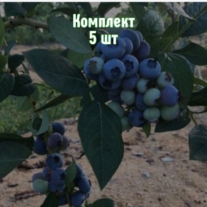 Саженцы голубики Пуру - комплект 5 шт.