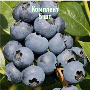 Саженцы голубики Сиерра - комплект 5 шт.