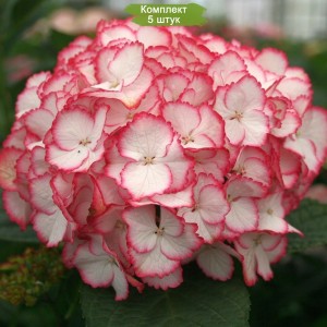 Саженцы гортензии крупнолистной Мэджикал колор дрим (Magical Color Dream) -  комплект 5 шт.