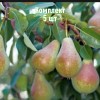 Саженец груши Августинки - комплект 5 шт.