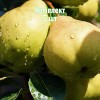 Саженцы груши Августовской росы - комплект 5 шт.