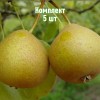 Саженцы груши Башкирской Летней - комплект 5 шт.