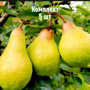Саженцы груши Бере зимняя Мичурина - комплект 5 шт.