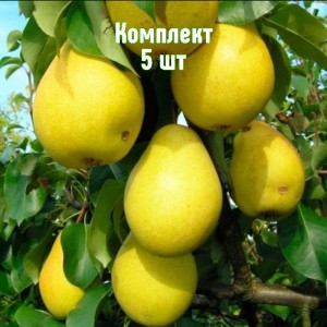 Саженцы груши Чижовской - комплект 5 шт.