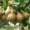 Саженцы груши Дагестанской летней - комплект 5 шт.