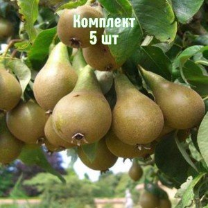 Саженцы груши Дагестанской летней - комплект 5 шт.