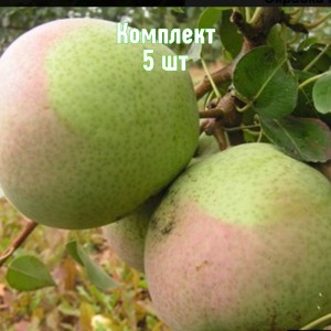 Саженцы груши Десертной россошанской - комплект 5 шт.