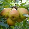 Саженцы груши Добрянка (Сентябрина) - комплект 5 шт.