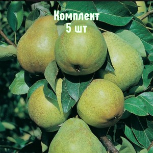Саженцы груши Февральский сувенир - комплект 5 шт.