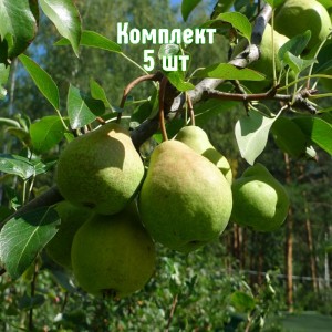 Саженцы груши Гимринской - комплект 5 шт.