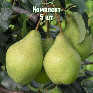Саженцы груши Орловской летней - комплект 5 шт.