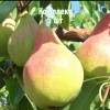 Саженцы груши Скромницы - комплект 5 шт.