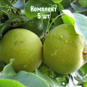 Саженцы груши Талица - комплект 5 шт.