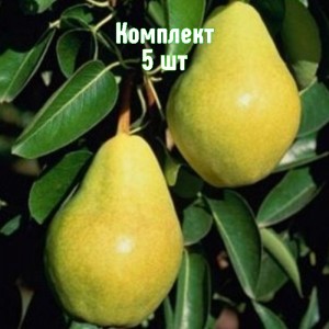 Саженцы груши Тютчевской - комплект 5 шт.