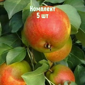 Саженцы груши Веселинка - комплект 5 шт.