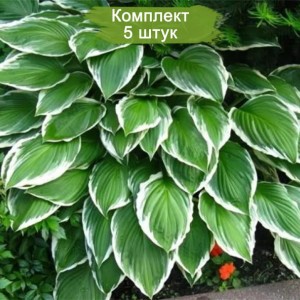 Саженцы хосты волнистой Альбомаргината (Albomarginata) -  комплект 5 шт.