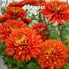 Саженцы хризантемы Аврора - комплект 5 шт.