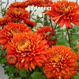 Саженцы хризантемы Аврора - комплект 5 шт.